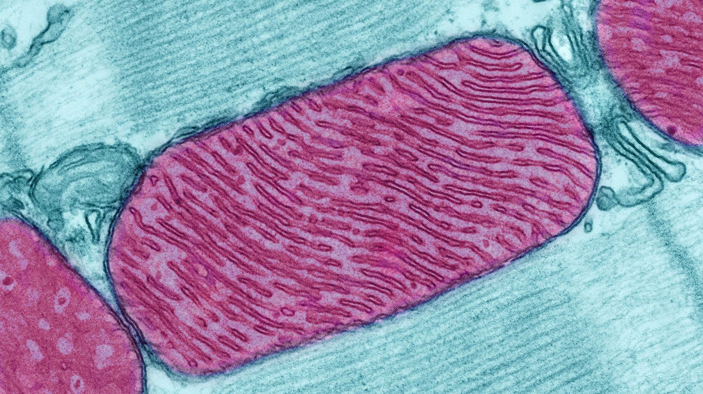 microscopic image of mitochondria