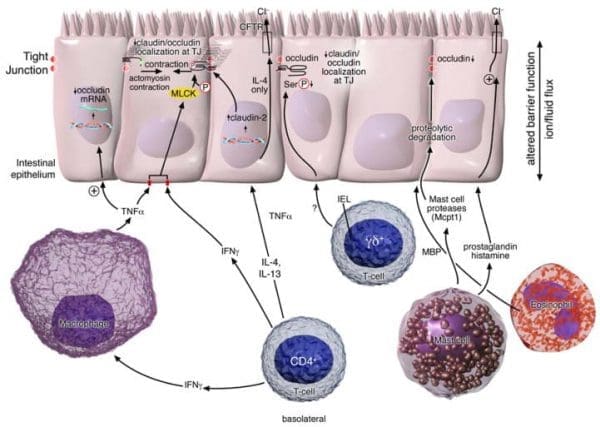Immune Regulation of Intestinal Barrier Function