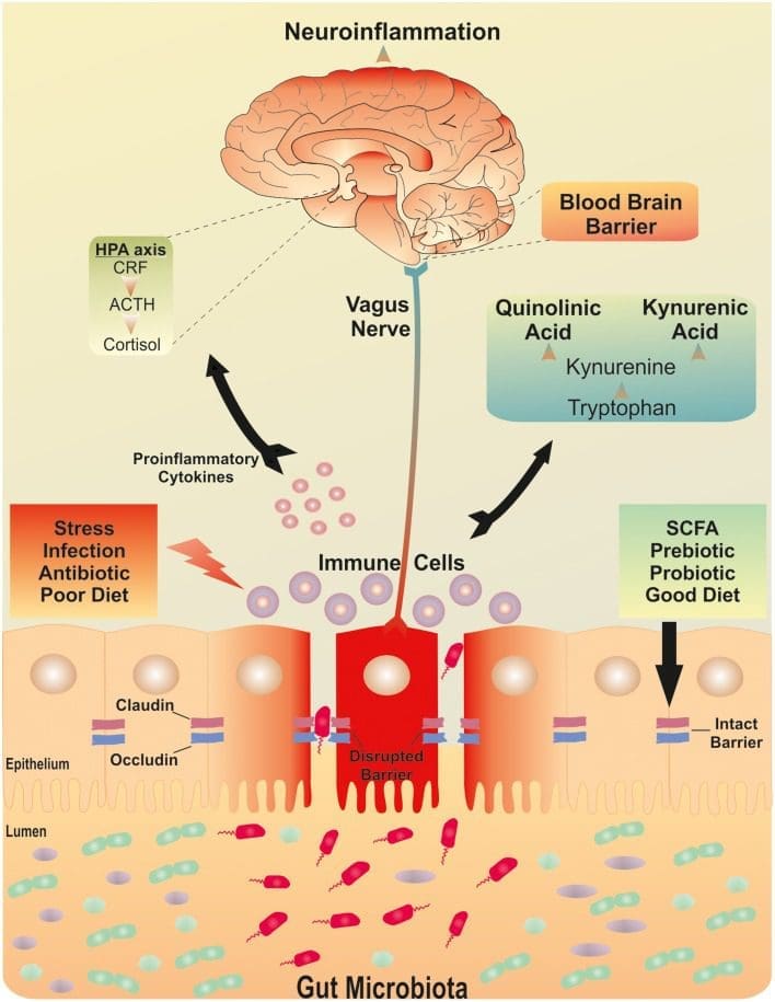 The Brain-Gut Microbiota Axis Image 1